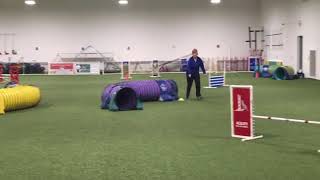 Spirit Ridges Ochis Level 5 Snooker C-Atch Run, All Dogs Can, Lapeer, Mi, May 13, 2018