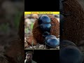 3Aise Animal Jiske pas hai Super Power #youtube #facts #animals #bbfacts #goofyside #whatdoyoumeme