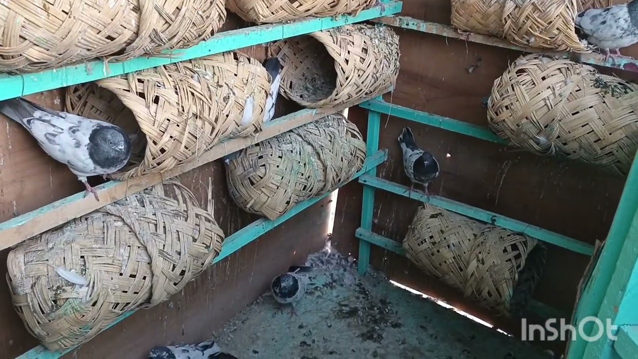 اسفين عل نقطاع بس لعبت الشكف عله حربنه ✌😂