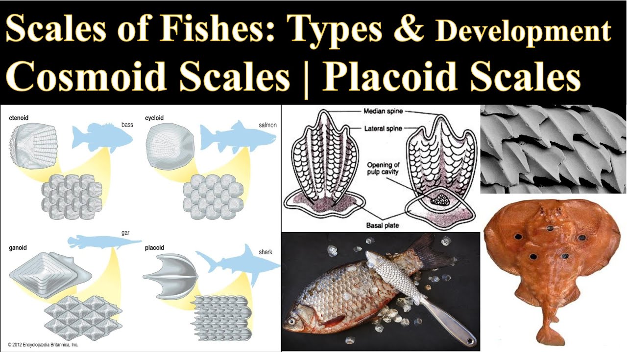 Scales of Fishes, Placoid Scale