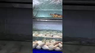 Skaldjur, Fiska I Vietnam Hải Sản