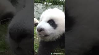 This Is What Baby Pandas Sound Like! | iPanda #shorts