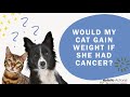 FAQ: Would my cat gain weight if she had cancer?