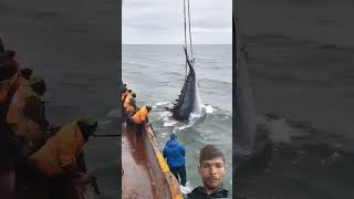 badi tuna fish video #fish #fishing #shark #seafood