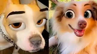 Funny Pets Try on Snapchat Filters - Try Not To Laugh || PETASTIC 🐾