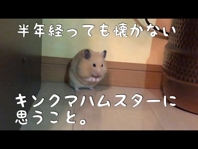 ない ハムスター なつか