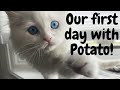 First Day with our Persian Kitten &#39;Potato&#39;