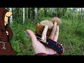 Разнообразие грибов в лесу Опять заскочил на час и тихая охота удалась