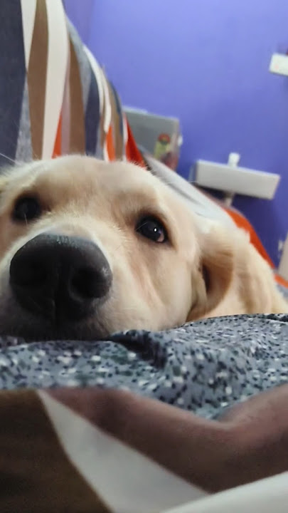 Naga epavamay epaditha erupom... #dog#pets#goldenretriever#puppy#comedy#funny#shorts#viralshort