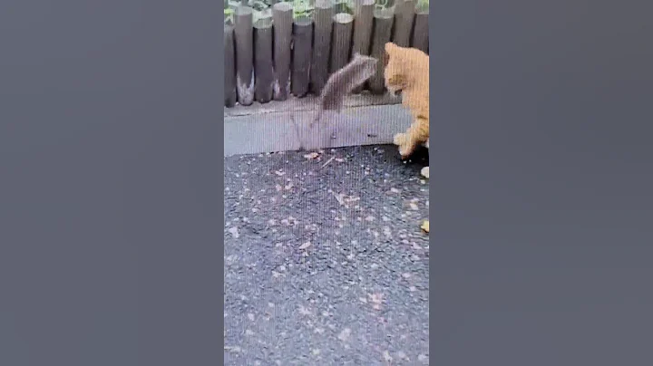 Watch the video about Cat and mouse fight #cat #cats #mouse #catmouse #cats #catvideos