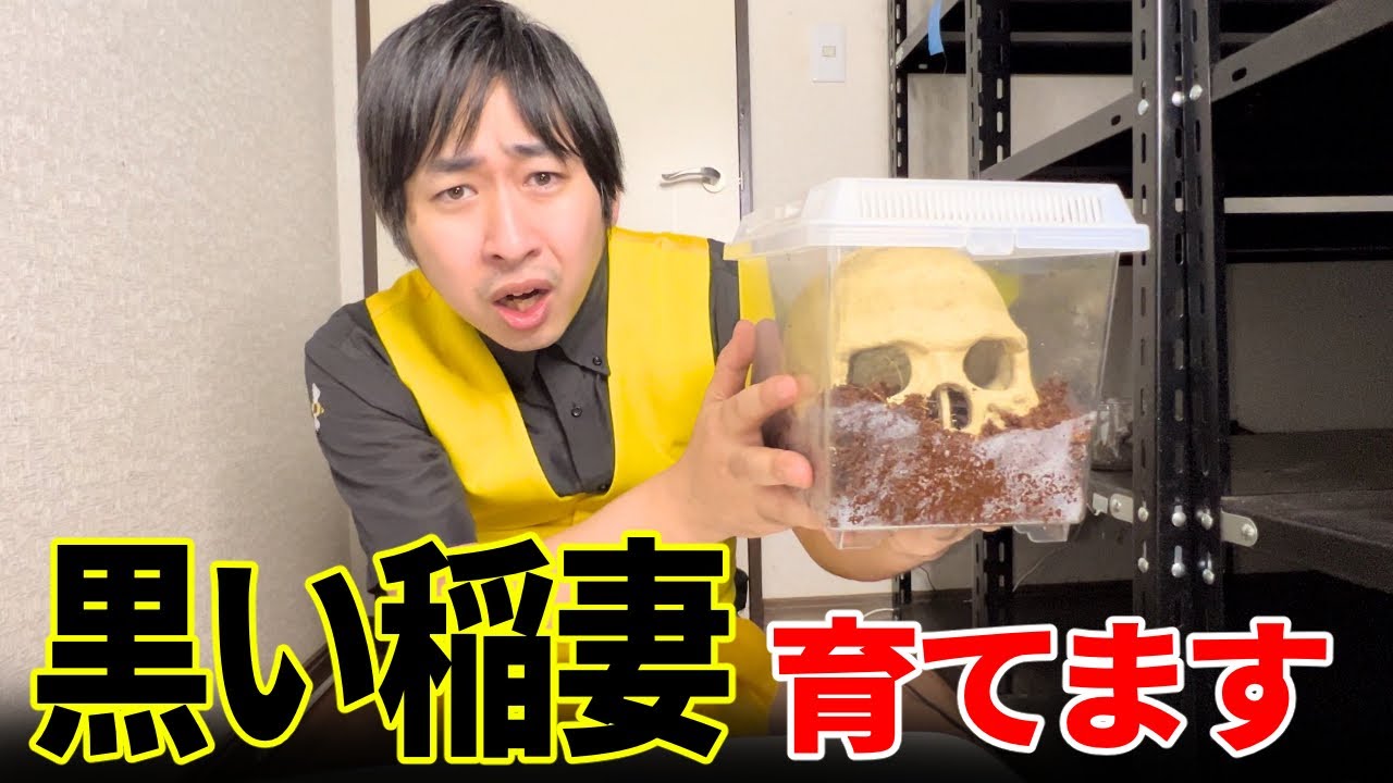 からんば　ジクジク　宇宙虫♂ 無料画像「宇宙的に光る虫」 - 昆虫, 宇宙的, ファンタジー