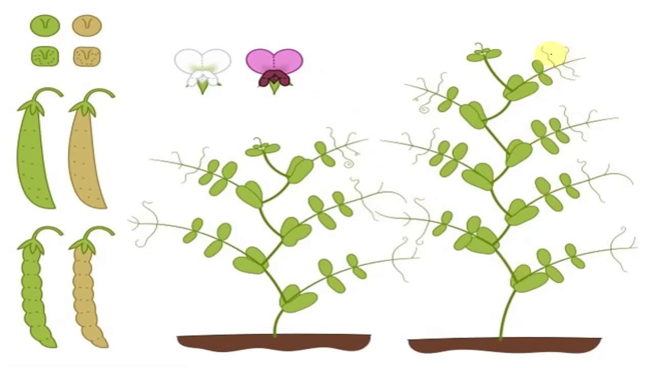 Наслеђивање особина