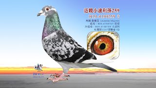 【特賣會】B19-4190259