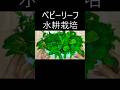 簡単！ベビーリーフの水耕栽培 #家庭菜園 #水耕栽培 #gardening #shorts