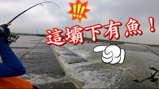 這不起眼的壩下竟然有一群魚在跳 ,父子倆能釣到它們嗎? 這不起眼的壩下竟然有一群魚在跳 ,父子倆能釣到它們嗎?
