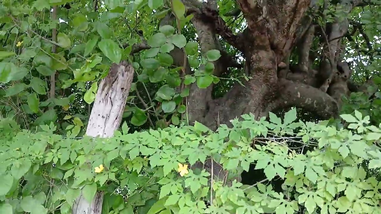 Sítio Areial #zona rural #paraiba fevereiro 2026.