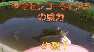 ヤマセンコーなら釣れる 最強ノーシンカーリグの使い方とインプレ 暮らし の ヤマセンコーなら釣れる 最強ノーシンカーリグの使い方とインプレ 暮らし の