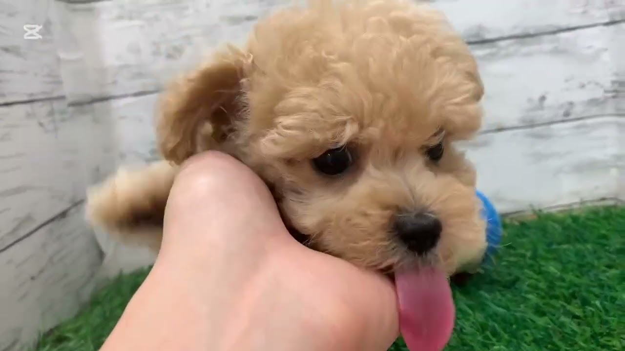 価格の安い♥犬MIX（マルチーズ×トイプードル） ♀ 現在体重1.85