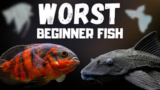 Top 7 WORST Beginner Fish! (WARNING)