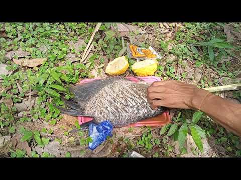 Bakar Ikan Gurame Di Hutan