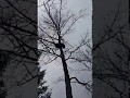 Hunter Trees Bear, Then Decides To Beat On Trunk — Big Mistake