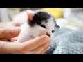 Can't Wait for Milk!🍼Kitten Starts Biting My Finger
