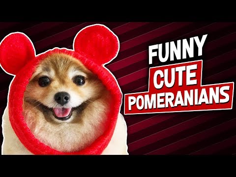 Cute And Funny