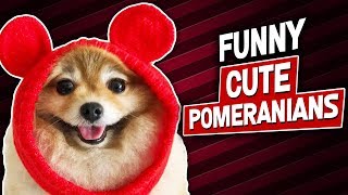 Cute And Funny Pomeranian Videos Compilation 2018
