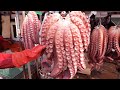 20kg 대왕문어 / 20kg Giant Octopus - Korean Street Food / 포항 죽도어시장 - 갈매기수산 / Korean street food