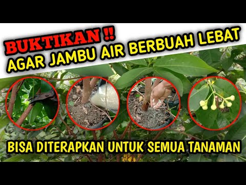 Video: Kegunaan Kulit Pohon Jambu Biji: Apa yang Harus Dilakukan Dengan Kulit Pohon Jambu Biji