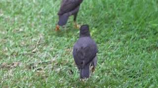 Begging behaviour of newly fledged Javan Myna