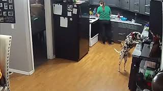Dalmatian Steals Food From Counter as Blind Bulldog Stands By