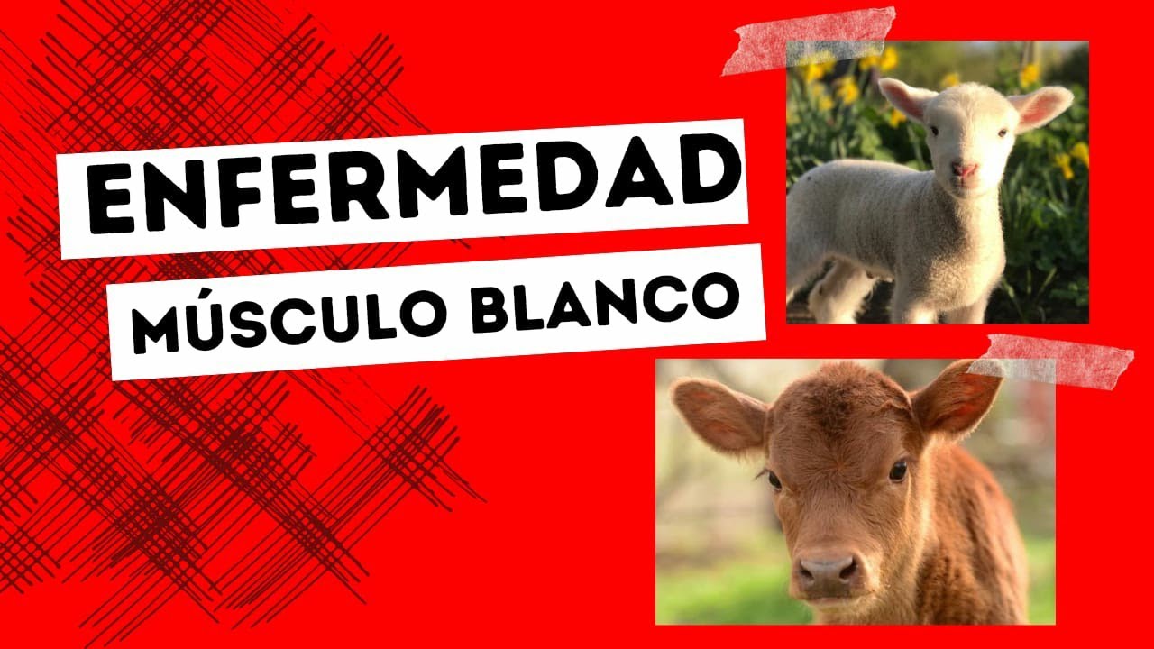 enfermedad-del-m-sculo-blanco-en-el-ganado-deficiencia-de-vitamina-e