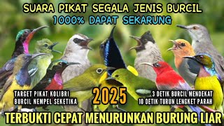 Download Lagu Suara pikat sogon | suara pikat burcil | MP3 burcil ribut 2025 MP3 Download Lagu Suara pikat sogon | suara pikat burcil | MP3 burcil ribut 2025 MP3