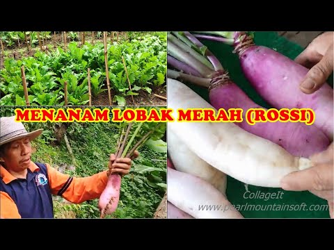 Video: Tanam Lobak Merah: Menanam Lobak Merah Daripada Lobak Merah