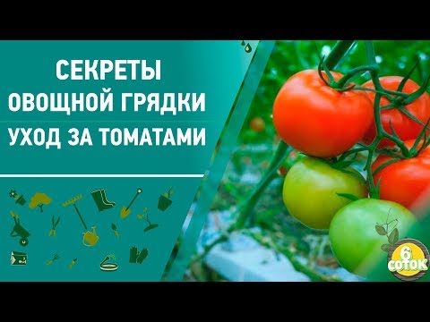 Секреты овощной грядки. Уход за томатами. 6 соток 08.06.2020