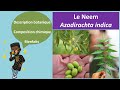 Le neem  la plante contre les infections 