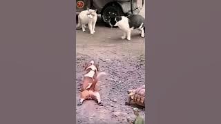 ANJING NGELEDEK KURA-KURA! SAMPAI KUCING KETAWA SAMPE NANGIS 😂🐢🐶