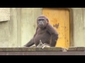 アニー攻撃されてシャバーニ駆けつけるgorilla Shabani Father help  daughter Annie