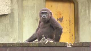 アニー攻撃されてシャバーニ駆けつけるgorilla Shabani Father help  daughter Annie