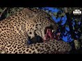 Leopard Family, Part 40