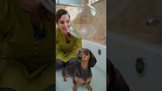 #funny 🐕 dog bath 🛁#comedy