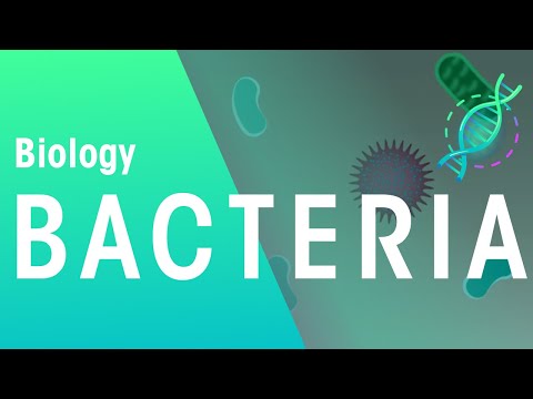 Video: Bacteria - What Diseases Are Caused By Bacteria, Types