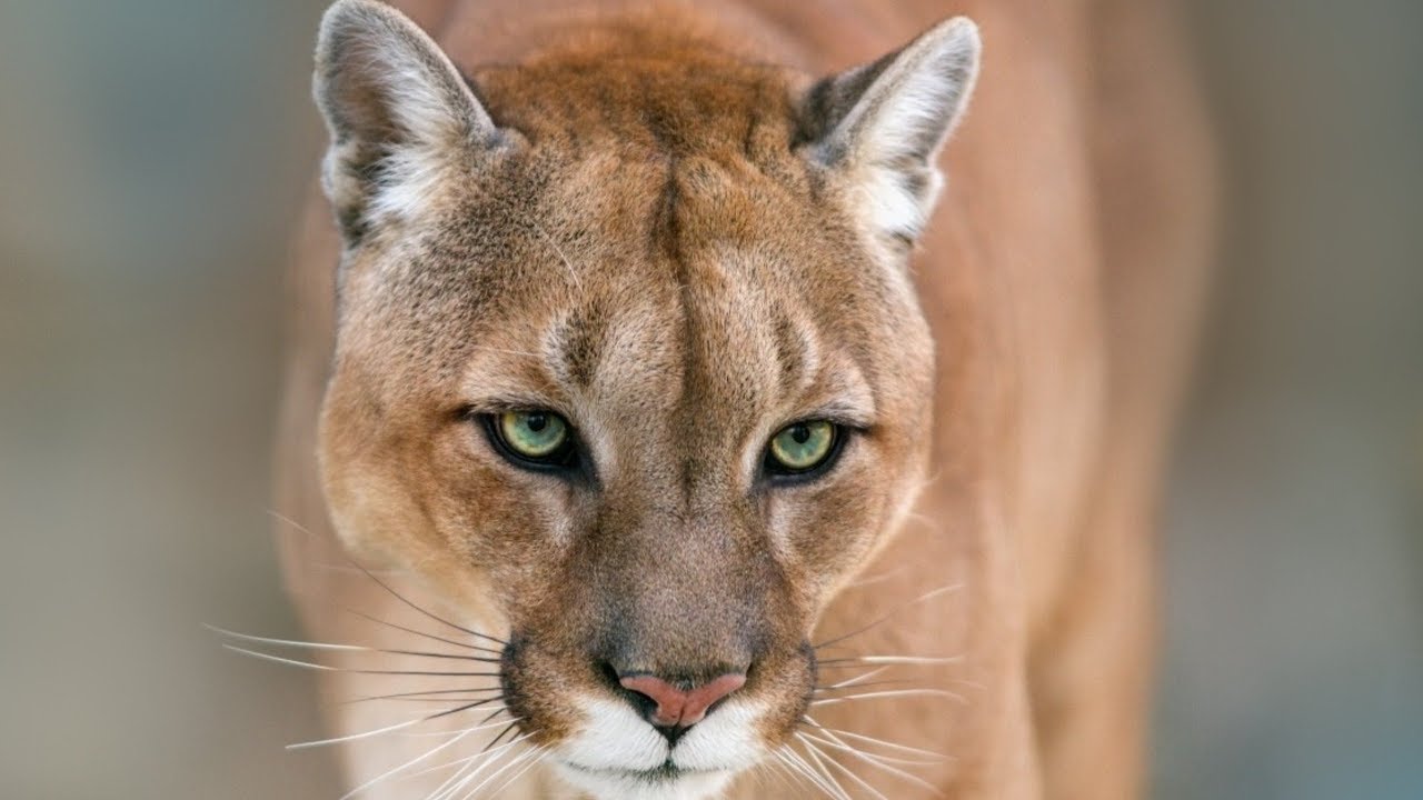 south american puma