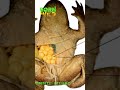 Barbie frog, nangingitlog nga ba o hindi? #shorts | Born To Be Wild