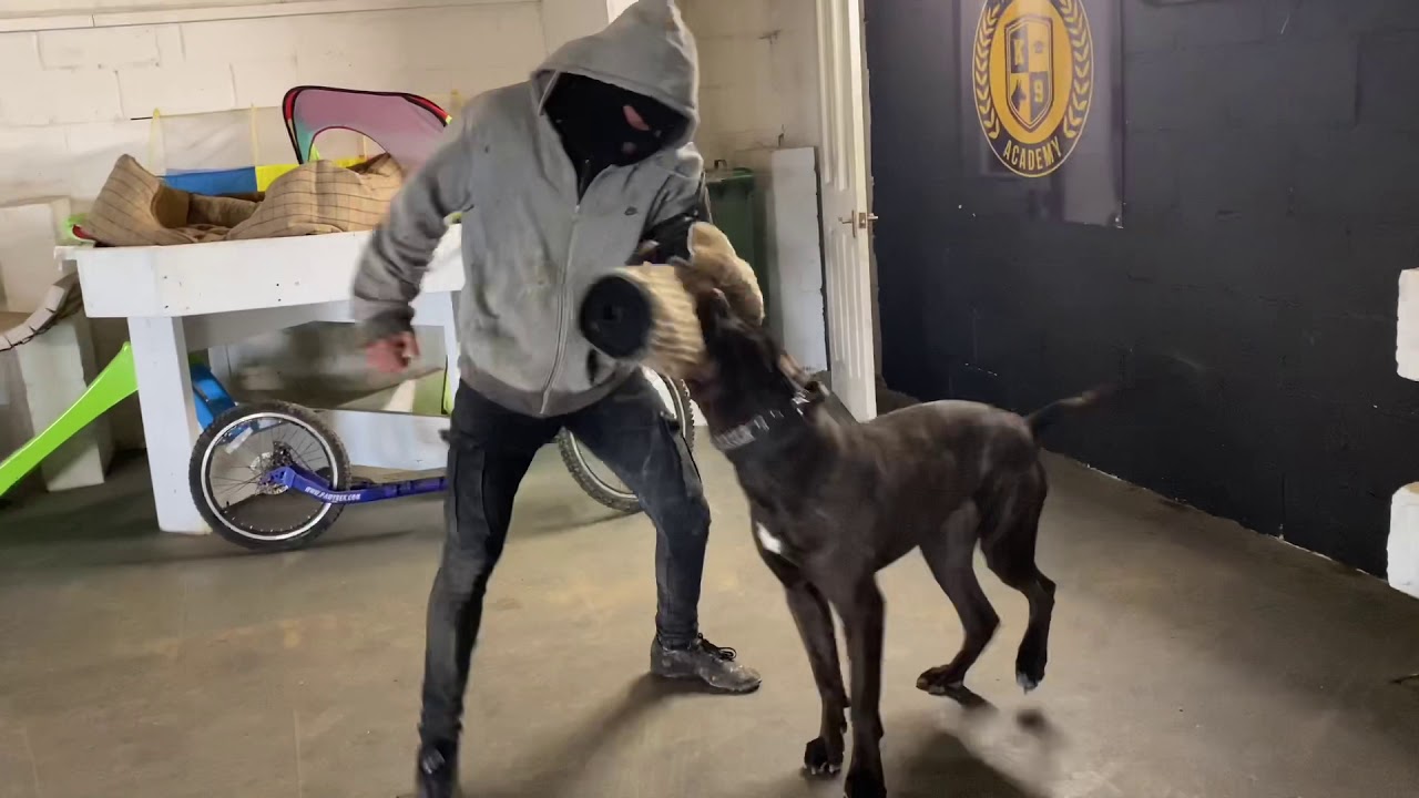 The Incredible Aston Fully trained personal protection k9 Mastiff Bull breed lovers