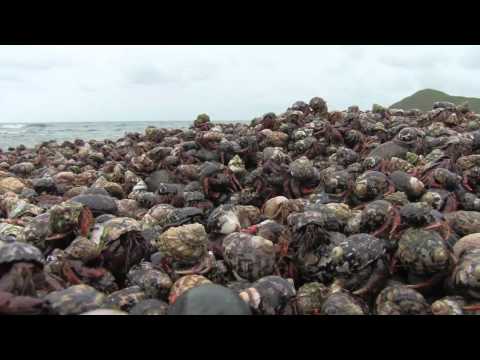 Hermit Crab Migration