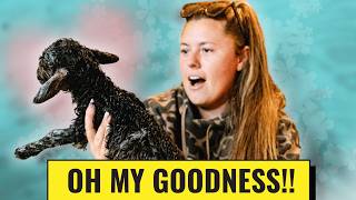 I ALMOST Gave Up... | Special New Babies!
