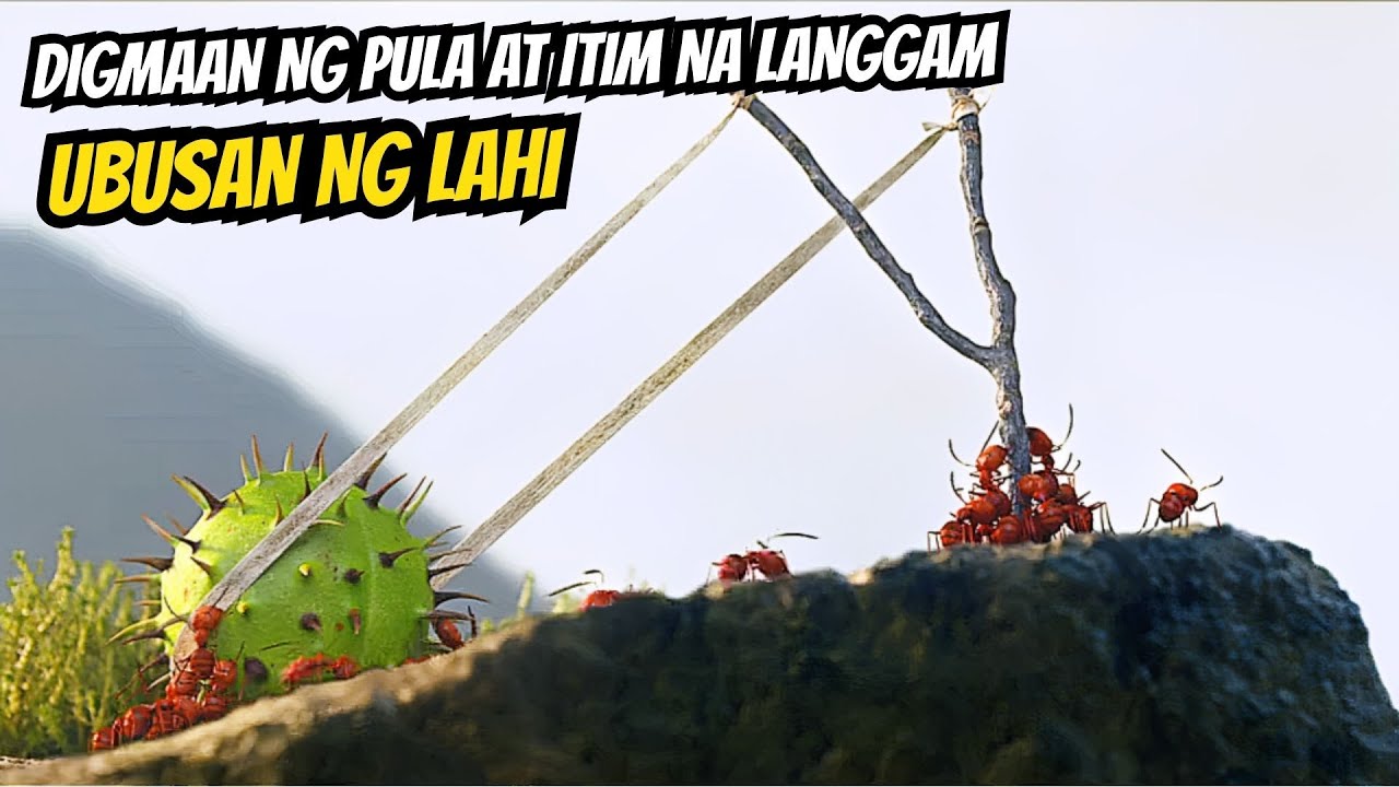 Nagkaroon ng malaking digmaan sa pagitan ng pula at itim na langgam nang dahil sa