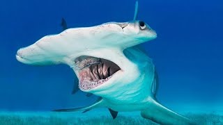 Why do hammerhead sharks have a “hammer” on their heads?.